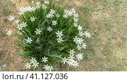 Zephyranthes flowers. Close-up. View from above. Among the thin green leaves and stems are white stellate inflorescences with yellow cores. India. Стоковое фото, фотограф Вера Ивановна Кубарева / Фотобанк Лори