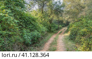 A narrow dirt safari road runs through the jungle. Ruts are visible. There are lush thickets of bushes and trees on the roadsides. India. Sariska National Park. Стоковое фото, фотограф Вера Ивановна Кубарева / Фотобанк Лори