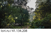 The safari road passes through the jungle thickets. Ruts are visible. Lush green trees against the sky. India. Ranthambore National Park. Стоковое фото, фотограф Вера Ивановна Кубарева / Фотобанк Лори