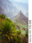 Yucca plants growing on the arid ground along trekking path way towards mountain peak of Xo-xo valley. Santo Antao island, Cape Verde. Стоковое фото, фотограф Igor Tichonow / Фотобанк Лори
