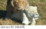 lion in white lioness copulate in the savannah. Life of wild animals in nature. Стоковое видео, видеограф Коханова Наталья / Фотобанк Лори