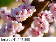 Close-up of blooming apricot trees in the fields. Стоковое фото, фотограф Яков Филимонов / Фотобанк Лори