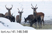 Deer eat food in winter (2023 год). Редакционное видео, видеограф Светлана Семёновская / Фотобанк Лори