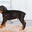 A Doberman puppy stands on a fur rug on a light background. Стоковое фото, фотограф Неведицына Елена / Фотобанк Лори