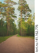 pine and spruce forest. A path in a dense forest on a sunny day. Forest area of Kanevets Island, Karelia. Стоковое фото, фотограф Оксана Медведева / Фотобанк Лори