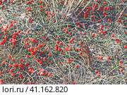 Степной Крым, лекарственные растения, эфедра, цветки (2023 год). Стоковое фото, фотограф Андрей Макаренко / Фотобанк Лори