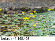 Surface of the pond is overgrown with yellow water lilies. Стоковое фото, фотограф Евгений Харитонов / Фотобанк Лори