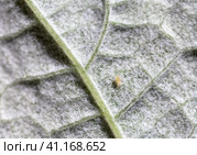 Top view of a small pest aphid (lat. Aphidoidea) crawling on the surface of a raspberry leaf on a summer day. The concept of pest control of garden berry plants. Close-up, macro, flat lay. Стоковое фото, фотограф Виктория Катьянова / Фотобанк Лори
