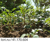 Potato plant. Potatoes, or Tuberous nightshade, are a type of perennial tuberous herbaceous plants from the Solanum genus of the Solanaceae family. Стоковое фото, фотограф Юлия Петровская / Фотобанк Лори