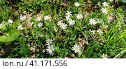 Forest starfish. Delicate white flowers in the forest. Antidiabetic agent, natural sweetener. Beautiful medicinal plants. Soft focus. Banner. Стоковое фото, фотограф Юлия Петровская / Фотобанк Лори