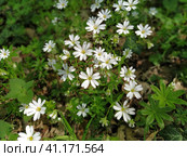Forest starfish. Delicate white flowers in the forest. Antidiabetic agent, natural sweetener. Beautiful medicinal plants. Soft focus. Стоковое фото, фотограф Юлия Петровская / Фотобанк Лори