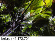 Coco de mer fruits, Lodoicea palm tree. Vallee de Mai, Seychelles (2023 год). Стоковое фото, фотограф EugeneSergeev / Фотобанк Лори