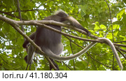 Close up of Dusky Leaf Monkey, Langur on Tree Eating Green Leaves and Watching Down, Railay, Krabi, Thailand. Стоковое фото, фотограф Igor Tichonow / Фотобанк Лори