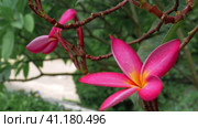 Branches with flower of red frangipani plumeria moving by tropical ocean breeze. Стоковое фото, фотограф Igor Tichonow / Фотобанк Лори