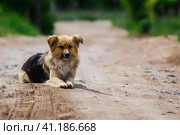 Portrait of an adorable dark beige rustic dog, lying on the country road in the sunlight. Портрет очаровательной темно-бежевой деревенской собачки, лежащей на проселочной дороге в лучах солнечного света. Стоковое фото, фотограф Дмитрий Березнев / Фотобанк Лори