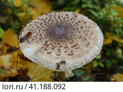 Macrolepiota procera, the parasol mushroom, is a basidiomycete fungus with a large, prominent fruiting body resembling a parasol. Top view or view from above. Close up photography. Стоковое фото, фотограф YuryKara / Фотобанк Лори
