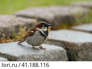 Photography of the urban sparrow. Kaliningrad city street. Close up image. Стоковое фото, фотограф YuryKara / Фотобанк Лори