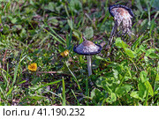 Поганки выросли. Стоковое фото, фотограф Валерий Иванович Клейменов / Фотобанк Лори