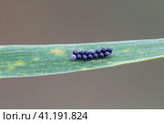 Pest eggs laid on wheat leaves. Beetle eurygaster integriceps. Стоковое фото, фотограф Ольга Сейфутдинова / Фотобанк Лори
