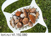 Noble, royal mushrooms. Porcini mushrooms, aspen, podberezoviki. Mushrooms in the basket. Mushroom picking in autumn. Стоковое фото, фотограф Photojuli / Фотобанк Лори