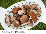 Noble, royal mushrooms. Porcini mushrooms, aspen, podberezoviki. Mushrooms in the basket. Mushroom picking in autumn. Стоковое фото, фотограф Photojuli / Фотобанк Лори