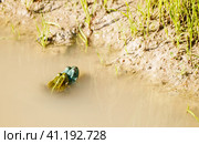 Two green frogs copulate in a pond. Стоковое фото, фотограф Радомир Тарасов / Фотобанк Лори