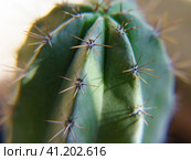 Macro image of a dendritic cactus (Cereus) Стоковое фото, фотограф YuryKara / Фотобанк Лори