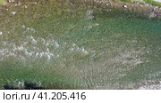 Aerial drone video of Altai river Bashkaus. Camera looks down. Стоковое видео, видеограф Сергей Пристяжнюк (Serg Zastavkin) / Фотобанк Лори