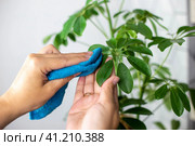 Close up of womens hands in blue clothes, wiping the green leaves of the scheffler flower. Стоковое фото, фотограф Zakharova Natasha / Фотобанк Лори