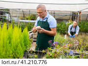 Serious male florist in uniform searching info about plant Cupressus Goldcrest Wilma on mobile phone in glasshouse. Стоковое фото, фотограф Яков Филимонов / Фотобанк Лори