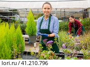 Positive female florist in uniform holding pot with Cupressus Goldcrest Wilma in glasshouse. Стоковое фото, фотограф Яков Филимонов / Фотобанк Лори