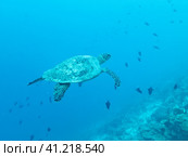 Green turtle swimming in the depths of the Indian ocean, Maldive islands. Стоковое фото, фотограф VittoriaChe / Фотобанк Лори