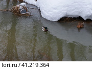 Дикие утки плавают в незамерзшей воде водоема зимним днем. Стоковое фото, фотограф Pukhov K / Фотобанк Лори