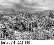 Common reed, or southern reed, Phragmites australis, a tall perennial grass of the genus Reed. Flora of the estuary. Black and white monochrome. Soils with close standing groundwater. Stormy weather. Стоковое фото, фотограф Юлия Петровская / Фотобанк Лори