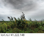 Common reed, or southern reed, Phragmites australis, a tall perennial grass of the genus Reed. Flora of the estuary. Moisture-loving plant. Soils with close standing groundwater. Stormy weather. Стоковое фото, фотограф Юлия Петровская / Фотобанк Лори