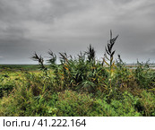 Common reed, or southern reed, Phragmites australis, a tall perennial grass of the genus Reed. Flora of the estuary. Moisture-loving plant. Soils with close standing groundwater. Stormy weather. Стоковое фото, фотограф Юлия Петровская / Фотобанк Лори
