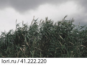Common reed, or southern reed, Phragmites australis, a tall perennial grass of the genus Reed. Flora of the estuary. Moisture-loving plant. Soils with close standing groundwater. Stormy weather. Стоковое фото, фотограф Юлия Петровская / Фотобанк Лори