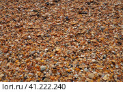 Shells from gastropods of bivalve molluscs living in the Azov and Black seas. Beige, brown, black, white seashells on the shore. The village of Golubitskaya. Broken small seashells. Стоковое фото, фотограф Юлия Петровская / Фотобанк Лори