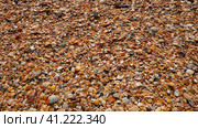 Shells from gastropods of bivalve molluscs living in the Azov and Black seas. Beige, brown, black, white seashells on the shore. The village of Golubitskaya. Broken small seashells. Стоковое фото, фотограф Юлия Петровская / Фотобанк Лори