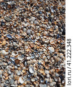 Shells from gastropods of bivalve molluscs living in the Azov and Black seas, Golubitskaya. Beige, black, white seashells on the shore. Cerastoderma lamarcki, Hypanis colorata, Anadara inaequivalvis. Стоковое фото, фотограф Юлия Петровская / Фотобанк Лори