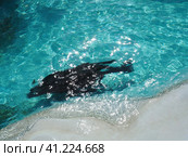 The real seals Phocidae are a family of carnivorous mammals from the pinnipeds suborder Canine. The seal swims in the water. Blue pool water. Стоковое фото, фотограф Юлия Петровская / Фотобанк Лори
