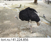African Masai ostrich. An ostrich with black feathering on its wings and a gray neck is looking for something edible on the sand. Стоковое фото, фотограф Юлия Петровская / Фотобанк Лори
