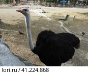 African Masai ostrich. The ostrich proudly looks to the side. Стоковое фото, фотограф Юлия Петровская / Фотобанк Лори
