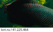 Arapaima gigas or pirarucu fish swimming in pond. It carnivore native to the basin of the Amazon Riv. Стоковое фото, фотограф Igor Tichonow / Фотобанк Лори