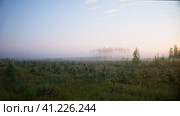 Утренний туман в лесу. Стоковое видео, видеограф Mixail59 / Фотобанк Лори