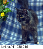 Black with red fluffy cat on a blue. Стоковое фото, фотограф Анна Кривицкая / Фотобанк Лори