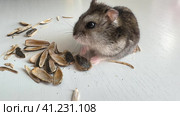 A small grey and black Dzungar hamster eats sunflower seeds on a white table. concept of food for domestic rodents. Стоковое видео, видеограф Ирина Михайличенко / Фотобанк Лори