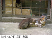 Hungry homeless kittens eat. Стоковое фото, фотограф Анна Кривицкая / Фотобанк Лори