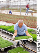 male gardener swaps pallets with young deren seedlings for full formation of plant. Стоковое фото, фотограф Яков Филимонов / Фотобанк Лори