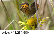 Бабочка червонец пятнистый (лат. Lycaena phlaeas) ест нектар на желтом цветке. Стоковое видео, видеограф Mixail59 / Фотобанк Лори
